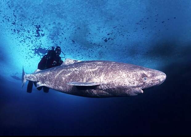 Гренландская акула/ © laguna-akul.ru