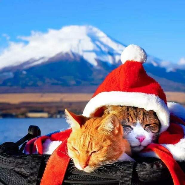 Дайкичи и Фуку-Чан - кошки, которые путешествуют вместе со своим хозяином в мире, домашний питомец, животные, кошки, люди, природа, путешествие