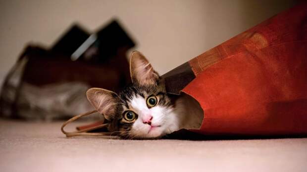 Что чувствует кошка, если ее отдают другим хозяевам?