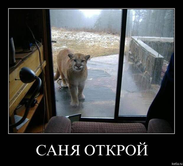 Животным смешно, а вам? (90 фото) smeshnie shivotnie 56 Животным смешно, а вам? (90 фото)