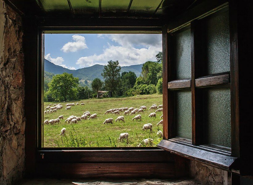 20 фотографий овечек, похожих на облака