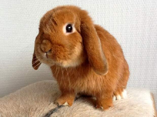кролик порода карликовый баран фото