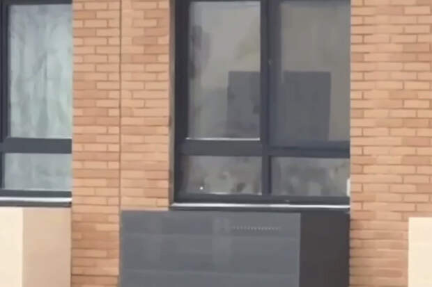 112: житель Красногорска спас лису от убоя и поселил у себя в квартире