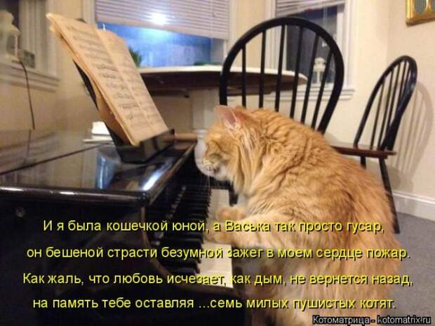 Забавные котоматрицы