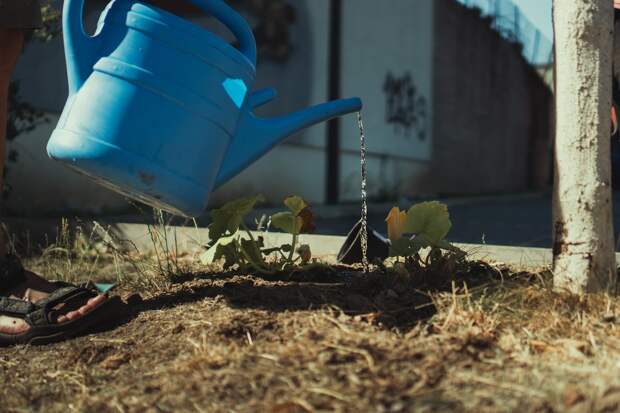 Дачные хитрости: как поливать огород, если нет водопровода