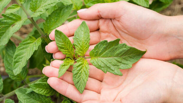 Крапива против химии: как своими руками приготовить идеальное удобрение для щедрого урожая