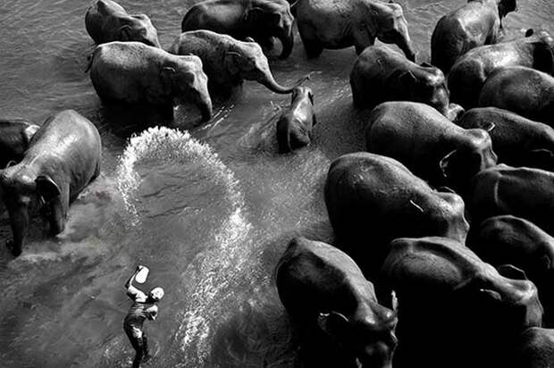 Сильные фото про сложные отношения азиатов со слонами