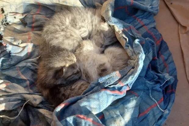 В Дагестане спасли обнаруженных на чердаке под разрушенной крышей котят