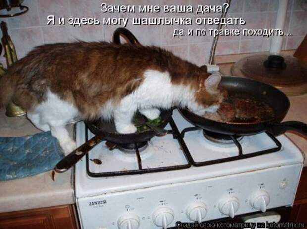 Новые котоматрицы для настроения (32 шт)