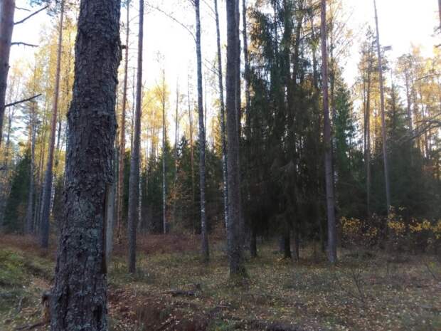 В Кузбассе полицейские нашли пенсионера, заблудившегося в лесу