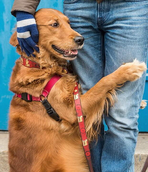 Собака-обнимака: самый любвеобильный ретривер живет в Нью-Йорке