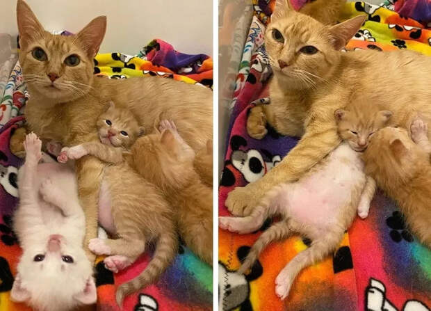 Без кота и жизнь не та