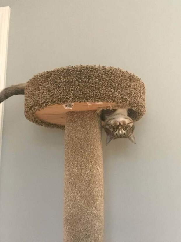 Кошки, в которых вселился Сатана