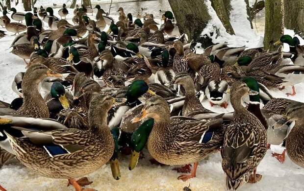 В парке Есенина замечена большая стая уток