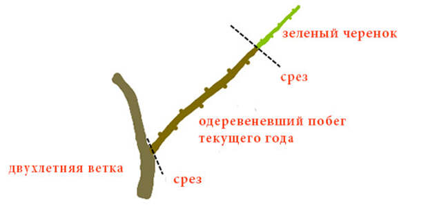 Как нарезать одеревеневшие черенки