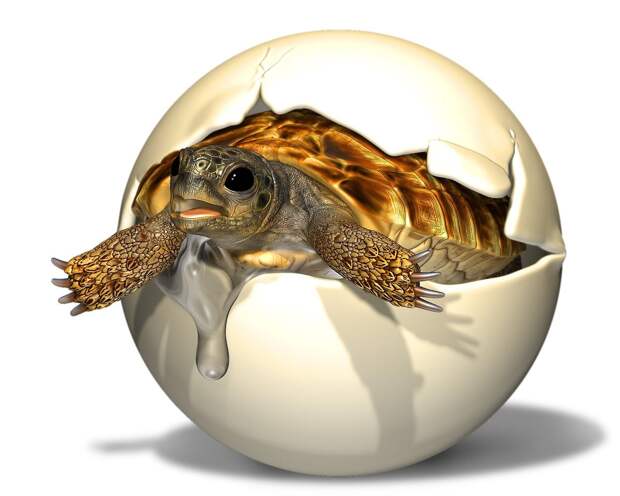 Ученые нашли яйцо доисторической черепахи с сохранившимся внутри эмбрионом