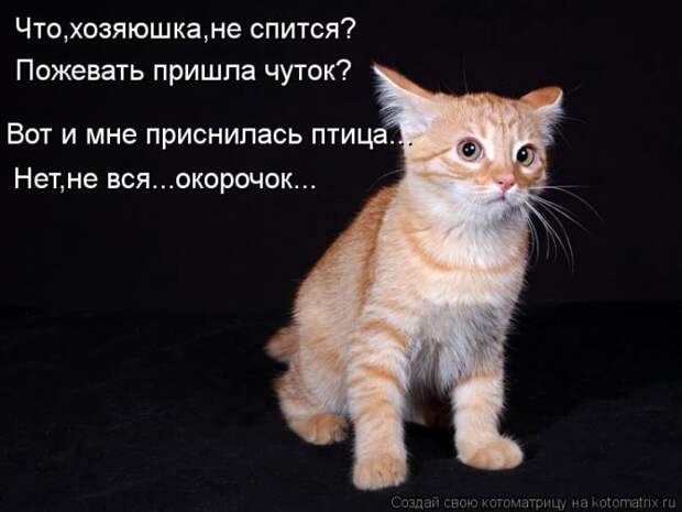 Лучшие котоматрицы за неделю