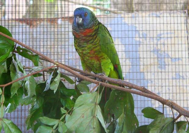 Синелицый амазон попугаи, птицы