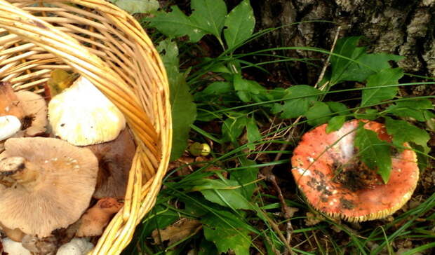 Тюменский лес заполонили змеи