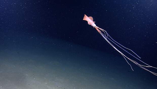 Ученые показали существо, которое живет на глубине 6000 метров под водой