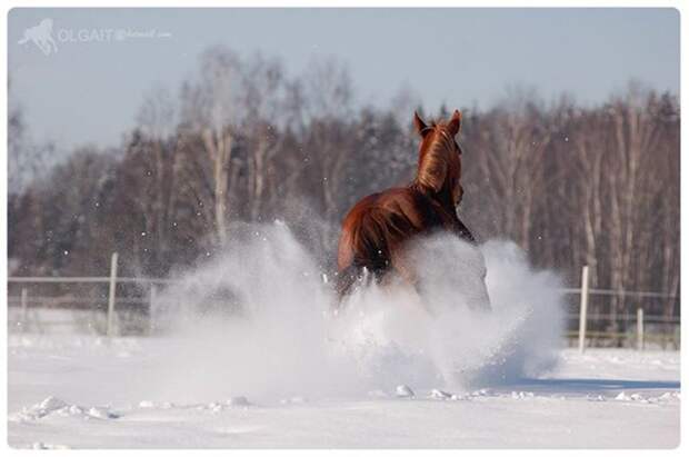 Красота лошади в фотографиях Ольги Итиной