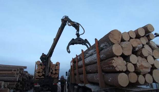 Спасти российский лес: власть борется с вырубками или делает вид?