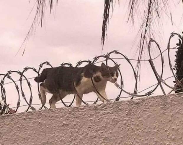 Безопасность