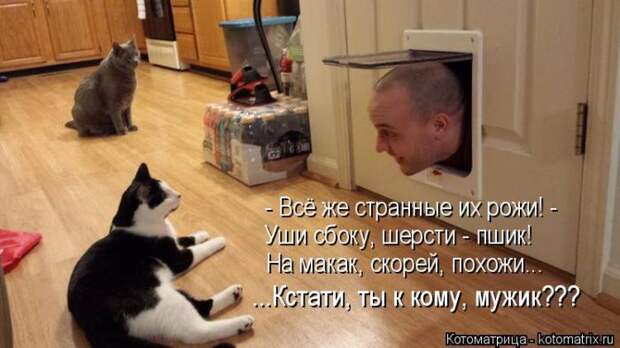 Лучшие котоматрицы недели (50 фото)