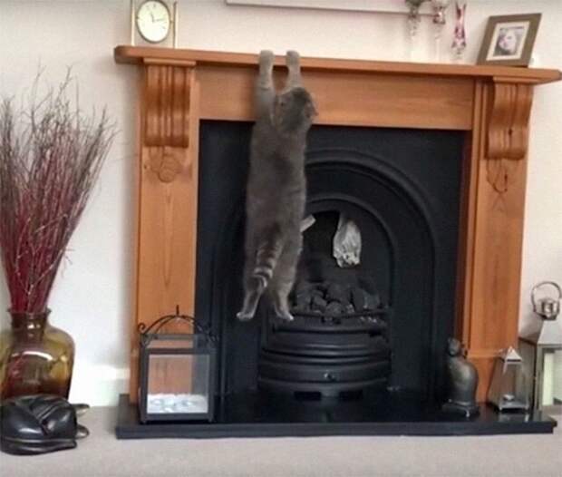 Кошки, в которых вселился Сатана