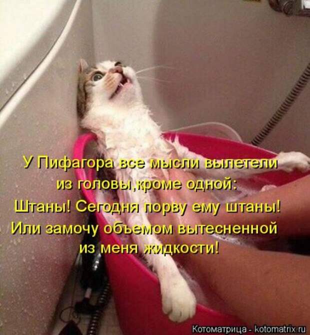 Свежая котоматрица (20 фото)