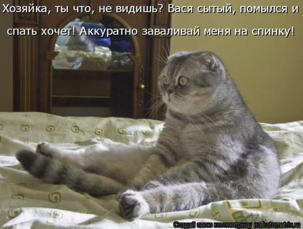 Лучшие котоматрицы недели (50 фото)