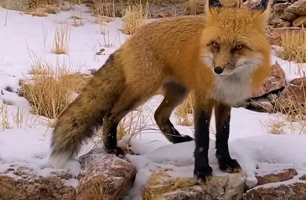 Видео: Дикая лиса приходит каждый день послушать, как мужчина играет на банджо