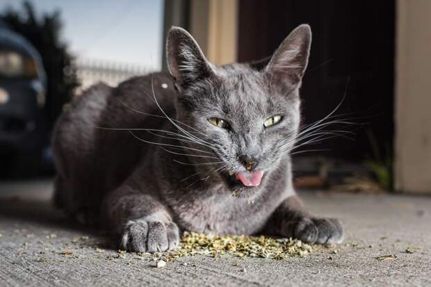 Коты и кошачья мята: вы еще не знаете, что такое кайф! животные, забавно, коты, кошачья мята, кошки, мило, смешно, фотоподборка