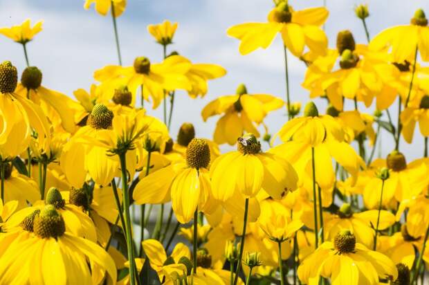 Рудбекия глянцевитая украшает сад солнечными цветками в сентябре-октябре