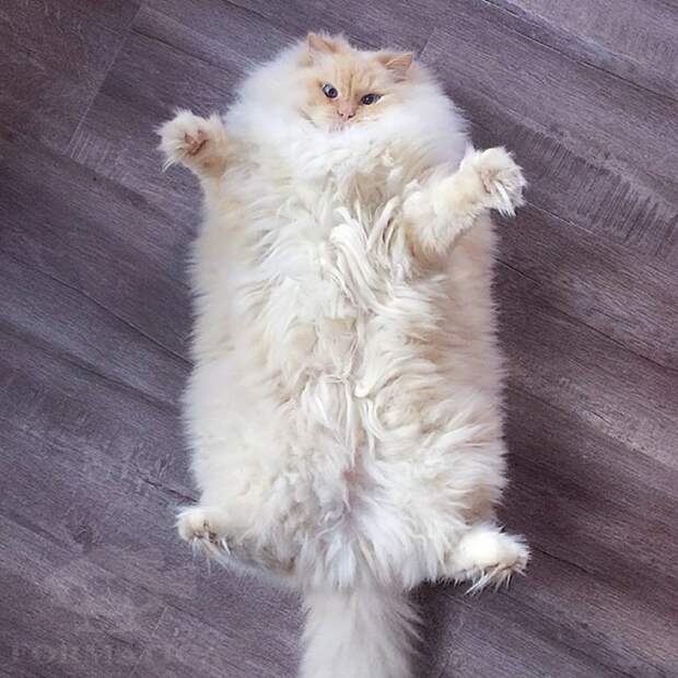 Забавные животные