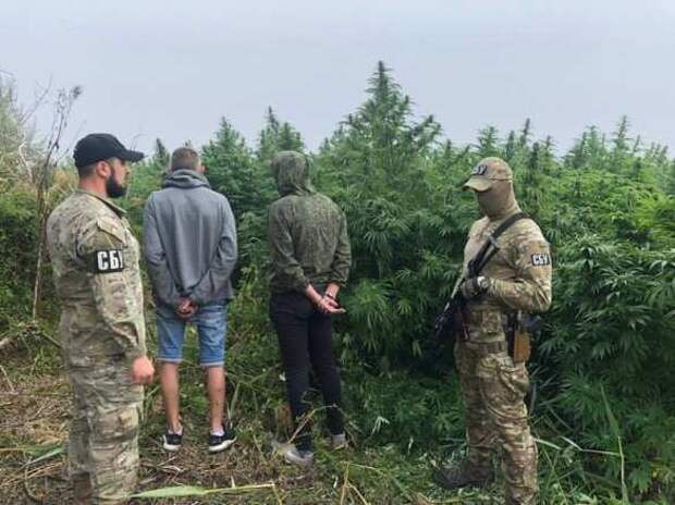 На Украине обнаружена плантация конопли «для нужд АТО» (ФОТО) | Русская весна
