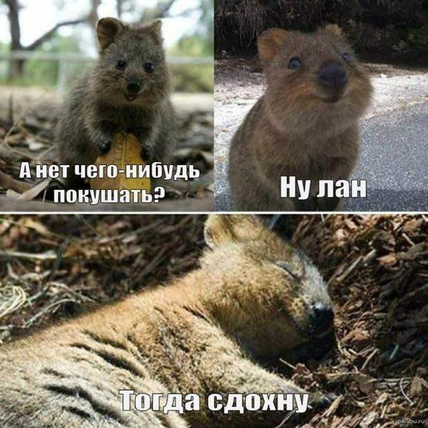 Прикольные картинки. Вечерний выпуск (50 фото)