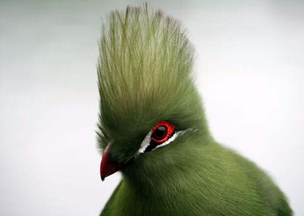 Birds_14 (700x498, 135Kb)