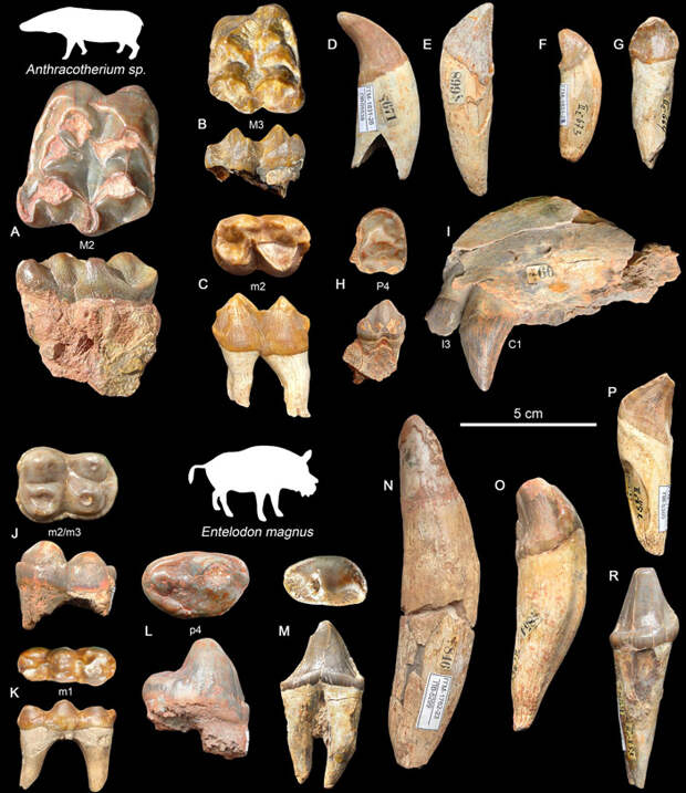 Рис. 2. Ископаемые зубы антракотериев (A–I) и энтелодонтов (J–R), у которых изучался характер повреждений эмали (J–R)