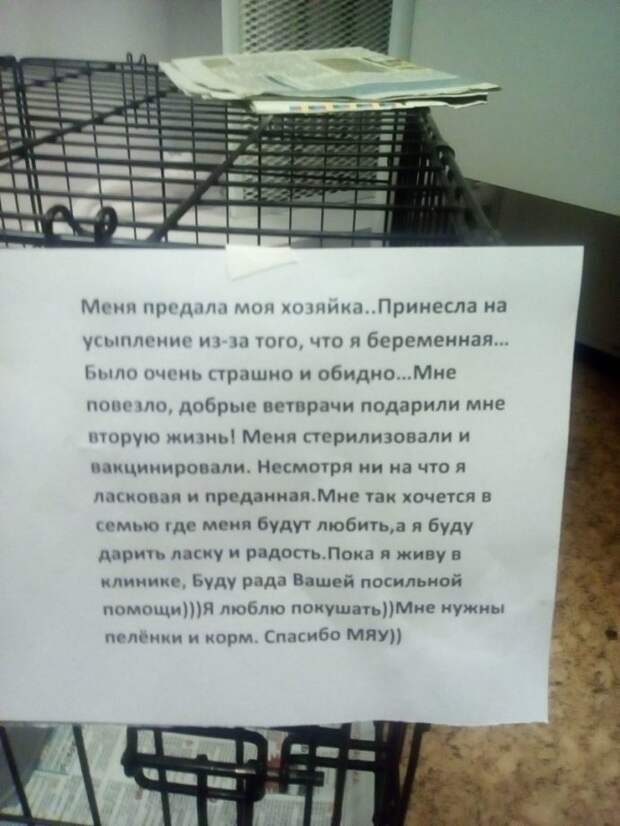 Без кота и жизнь не та