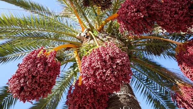 Вот, что случится, если вы будете есть по 3 финика в день еда, полезное, финик