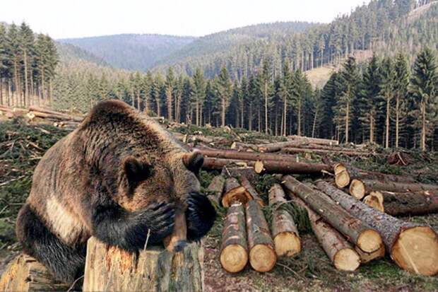 Медведь в Сибирской тайге