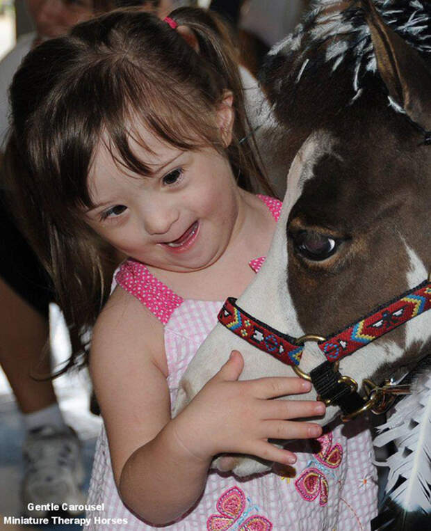 Miniature-therapy-horses-girl