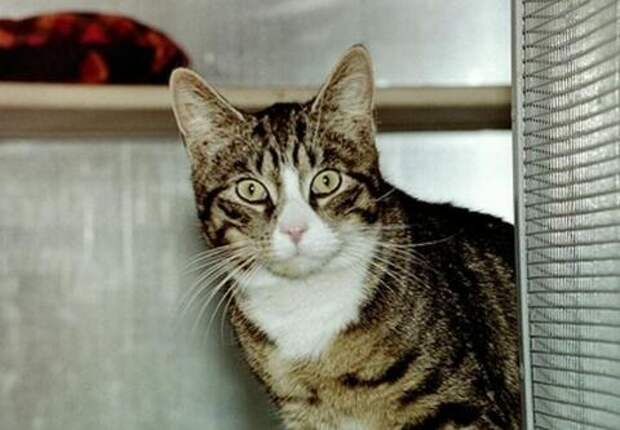 Кошачий секрет раскрыт: японские учёные выяснили, почему кошки всегда приземляются на лапы