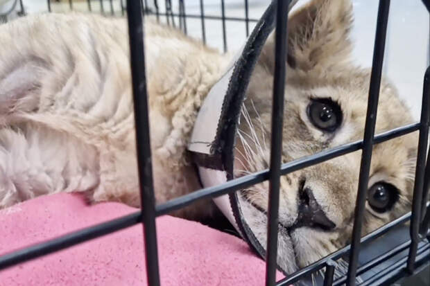 У изъятого у блогера львенка нашли вирусную лейкемию и переломы лап