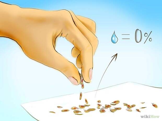 Plant Tomatoes from Seed Step 12.jpg