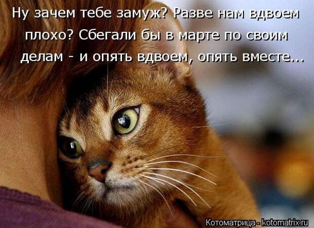 Котоматрица: Ну зачем тебе замуж? Разве нам вдвоем  плохо? Сбегали бы в марте по своим  делам - и опять вдвоем, опять вместе...