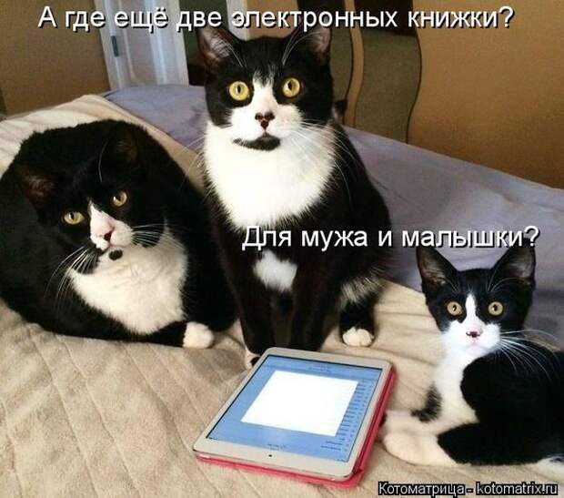 Забавные котоматрицы