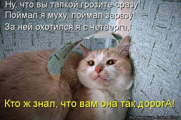 Новая котоматрица (36 фото)