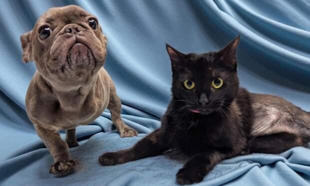 В приюте показали фото необычных друзей: трехлапые щенок и котенок стали не разлей вода